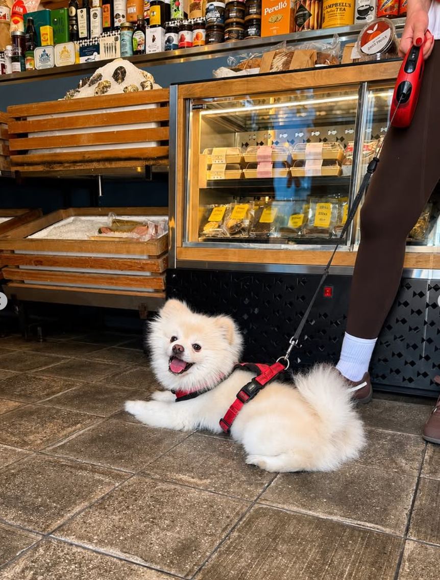 A small fluffy dog waiting patiently by the deli fridge inside the Saifi shop